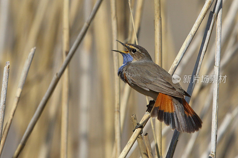 唱歌的雄性蓝喉鱼(Luscinia svecica)